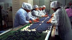 Envíos de arándanos sumarán US$40 millones al cierre del año
