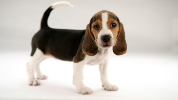 ¿No sabes cómo llamar a tu mascota? Aquí unos tips