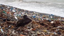 Realizan campaña de limpieza en playas de todo el país