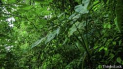 ¿Por qué Brasil construye una torre en medio del Amazonas?