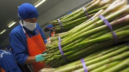 La exportación peruana de espárragos se contraería 5% el 2014