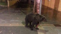 Domador deja un oso atado a un poste para irse a un bar