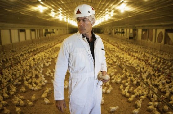 Mal uso de antibióticos en aves de corral arriesga a humanos