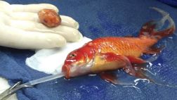 Extraen con éxito tumor de la cabeza del pequeño George