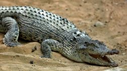 Mujer se suicida lanzándose a un estanque lleno de cocodrilos