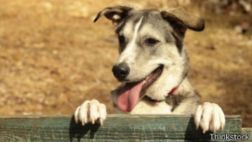 ¿Quiénes son más inteligentes, los perros o los delfines?