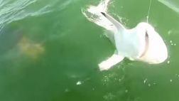 Un pez se comió de un solo bocado a un tiburón en EE.UU.