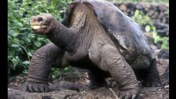 El "solitario George" no podrá regresar a las islas Galápagos