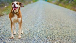 Arca de Noé: Estas mascotas necesitan de tu ayuda
