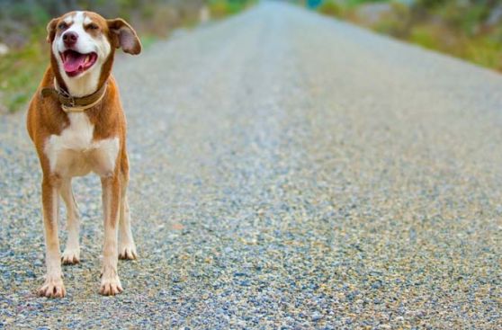 Arca de Noé: Estas mascotas necesitan de tu ayuda