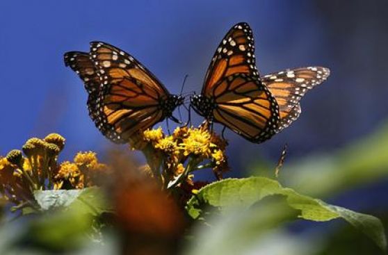 Aumenta migración de mariposas monarca a México