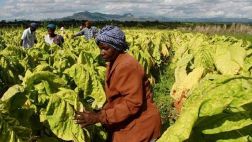 ¿Por qué el cambio climático afecta más a las mujeres?