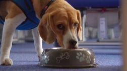 Este tierno perro te devolverá todo lo que olvides en el avión