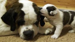 No hay sanciones penales para asesinos de animales