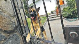 La Molina: se incrementa la matanza de perros para robar casas