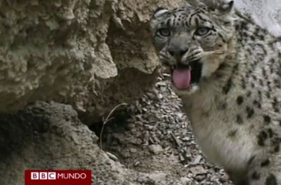 VIDEO: Filman por primera vez al leopardo de las nieves