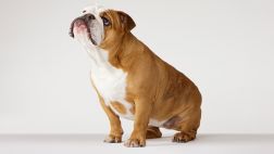 Arca de Noé: Estas mascotas necesitan de tu ayuda