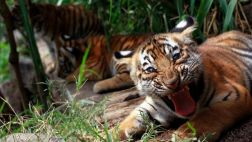 Más de la mitad de la fauna salvaje ha desaparecido en 40 años