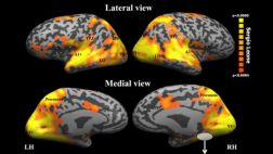 ¿Cómo reacciona tu cerebro cuando ves una película?