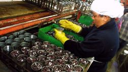 Pesca: Exportaciones no tradicionales mejorarán el 2017