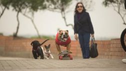 Biuf, el perro skater, ahora es profesor