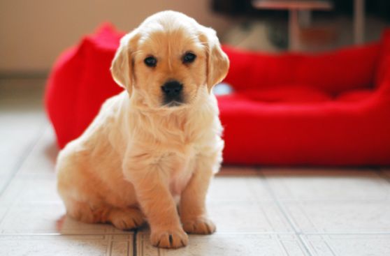 Arca de Noé: Estas mascotas necesitan de tu ayuda