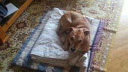 Ébola en España: El perro de la infectada será sacrificado