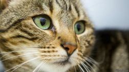 ¿Cómo ven el mundo los gatos?