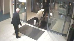 YouTube: caballo se 'entrega' a la policía