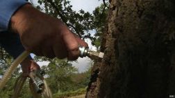 Inyecciones de ajo para salvar árboles enfermos