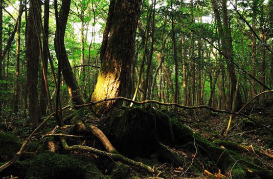 Descubre Aokigahara, el bosque de los suicidas