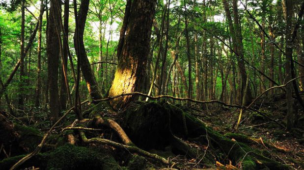 Descubre Aokigahara, el bosque de los suicidas