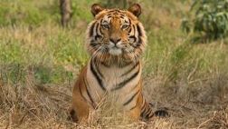 El tigre de Malasia está en "peligro crítico de extinción"