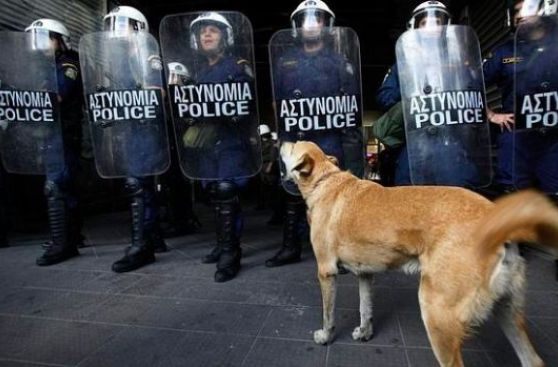 Murió Lukánikos, el perro símbolo de las protestas griegas