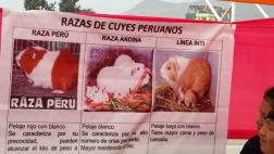 ¿Sabes cuántos cuyes hay en el Perú?