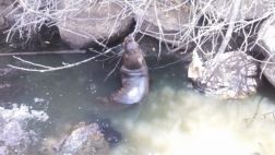Tumbes: encontraron un lobo marino en río fronterizo