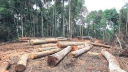 El comercio de madera ilegal movió S/.374 mlls. en 5 años