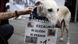 El perro de la paciente con ébola de Dallas no será sacrificado