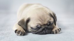 Arca de Noé: Estas mascotas necesitan tu ayuda