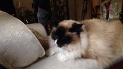 ¿Este es el gato más caro del mundo? Fue vendido en US$140 mil