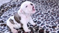 YouTube: cachorro de bulldog protagoniza un tierno viral