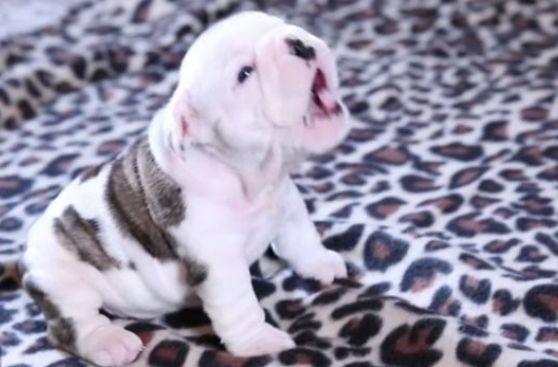 YouTube: cachorro de bulldog protagoniza un tierno viral