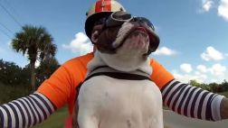 VIDEO: Bulldog en moto saluda a otro motociclista