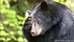 Un oso devoró el cadáver de un hombre en Estados Unidos