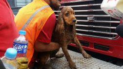 Perrita rescatada de casona de plaza Dos de Mayo 2 días después