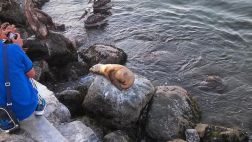 Hallan lobo marino herido en el malecón de Ancón