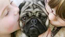 ¿Cuándo se debe considerar desahuciar a una mascota?