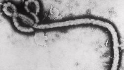 La gran pandemia no la causará el ébola