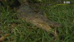 Chiclayo: hallaron cocodrilo bebe en plena vía pública