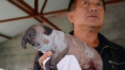 Un cerdo con apariencia de elefante nació en China